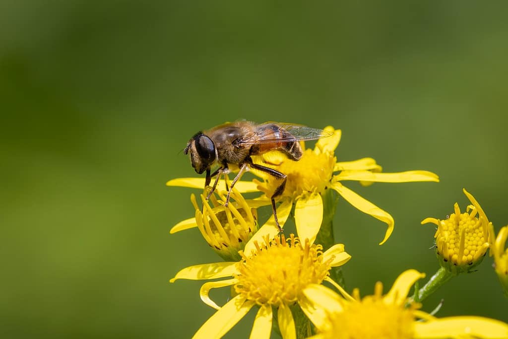 Eristalis tenax - Blinde bij