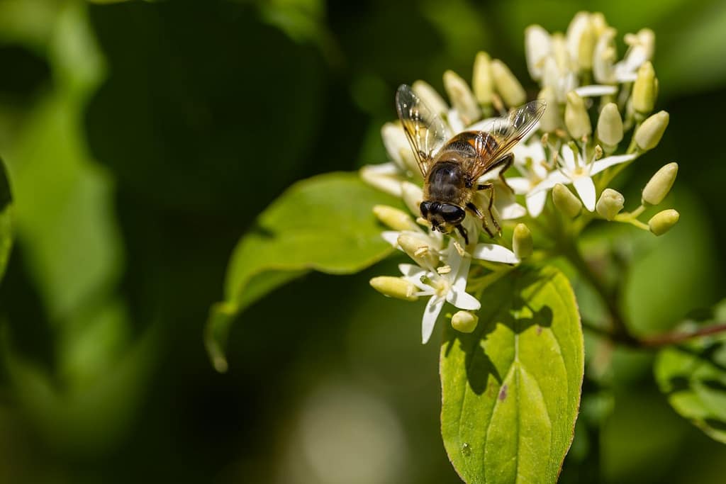 Eristalis tenax - Blinde bij