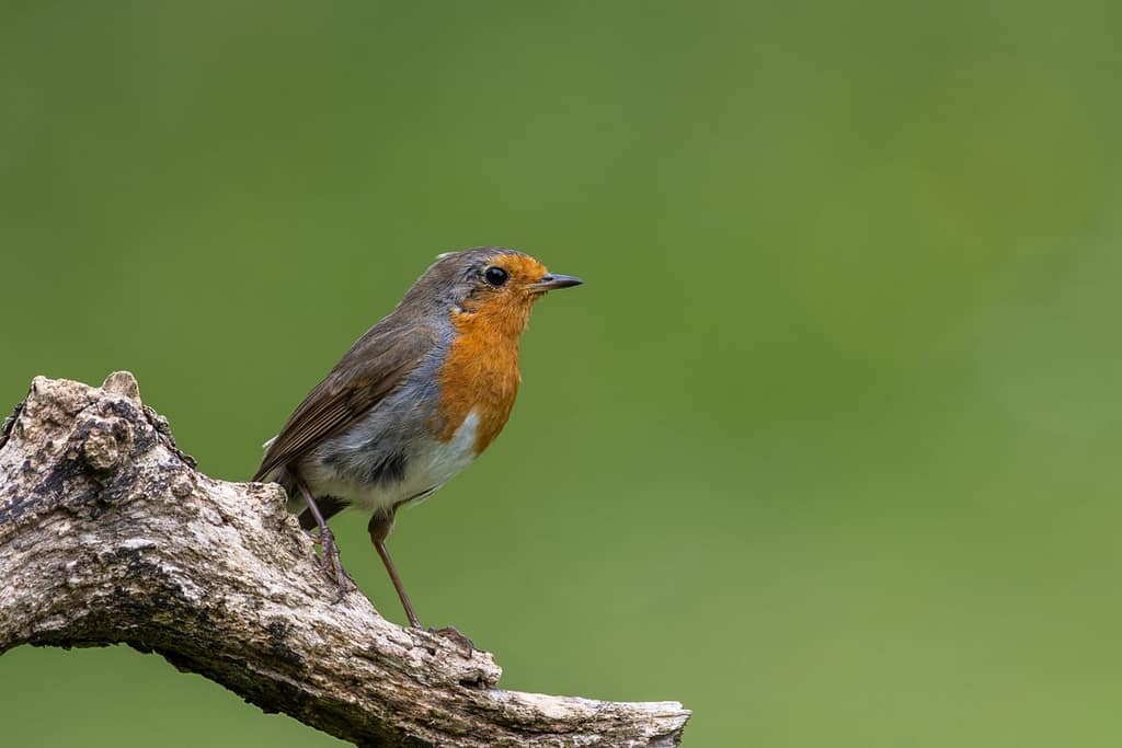Erithacus rubecula - Roodborst