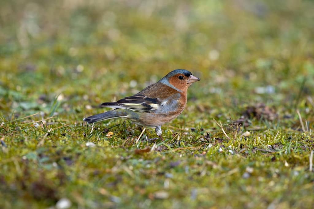 Fringilla coelebs - Vink