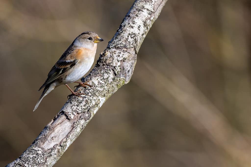 Fringilla montifringilla - Keep vrouw