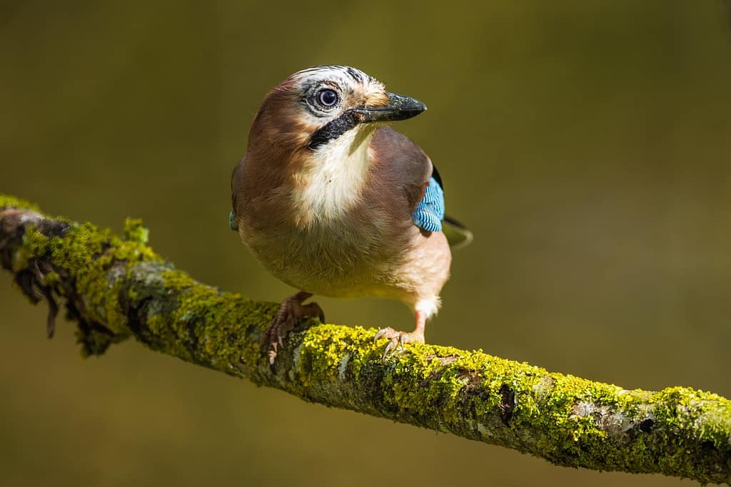 Garrulus glandarius - Gaai
