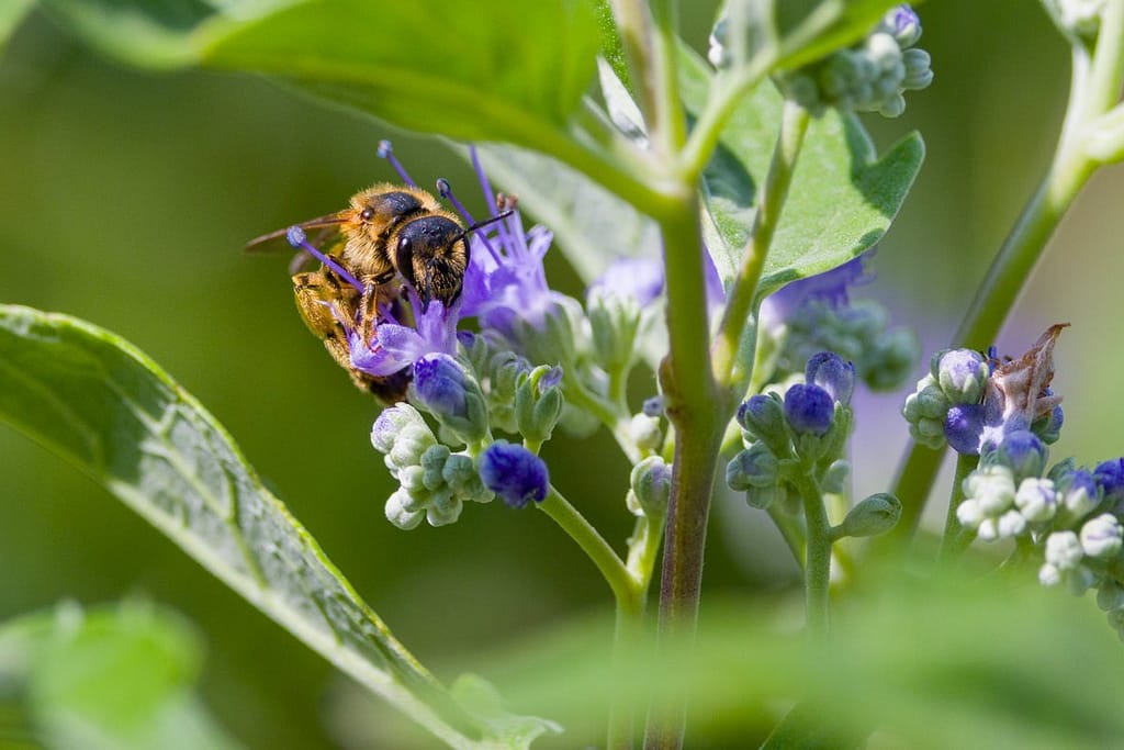 Halictus scabiosae - Breedbandgroefbij