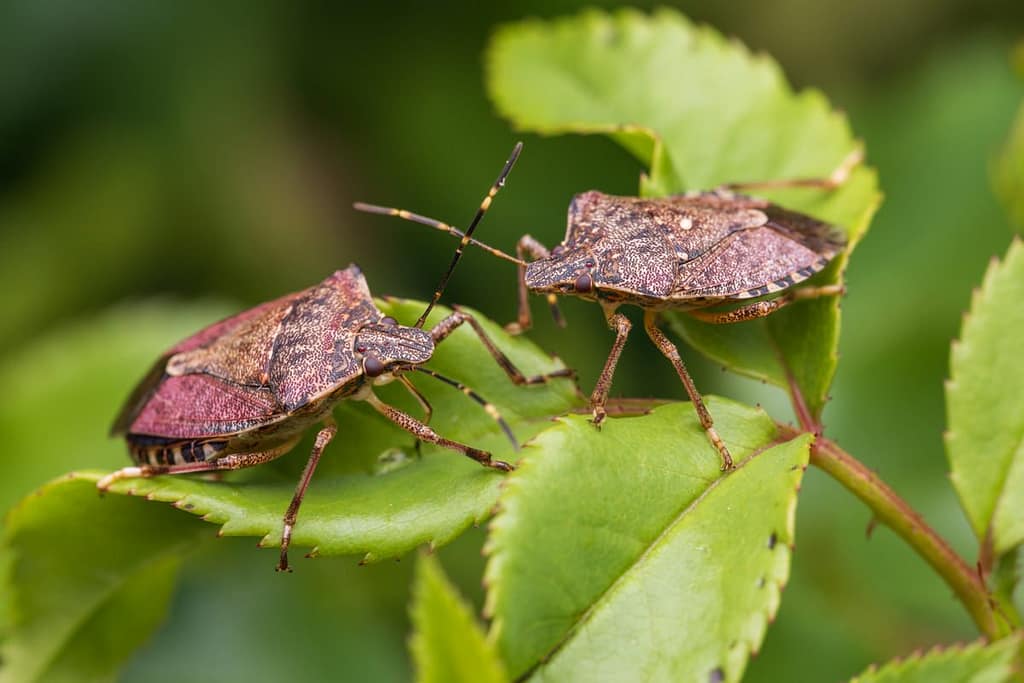 Halyomorpha halys - Bruingemarmerde schildwants