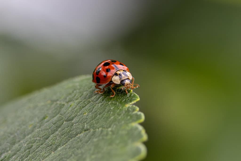 Harmonia axyridis - Aziatisch lieveheersbeestje