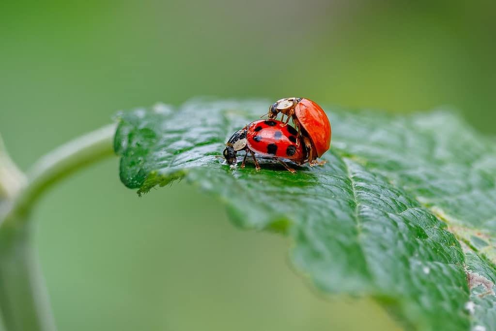 Harmonia axyridis - Aziatisch lieveheersbeestje