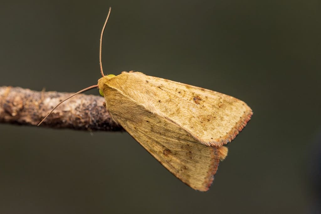 Helicoverpa armigera - Katoendaguil