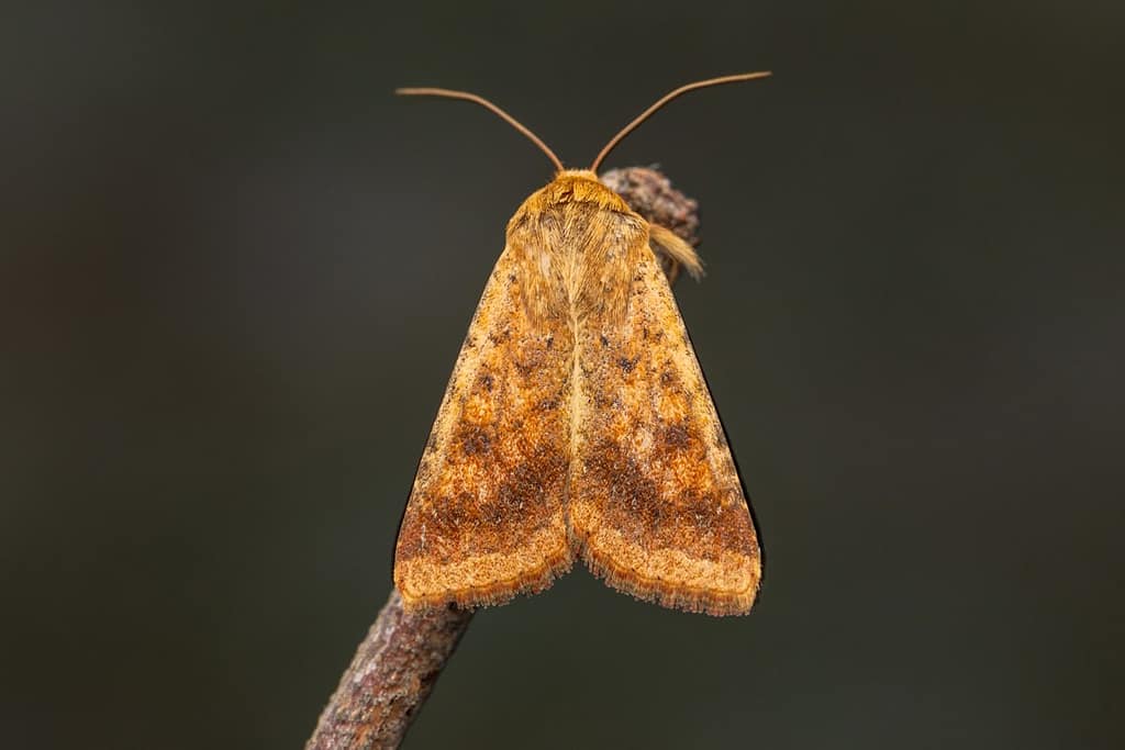 Helicoverpa armigera - Katoendaguil