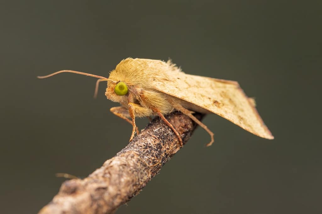 Helicoverpa armigera - Katoendaguil