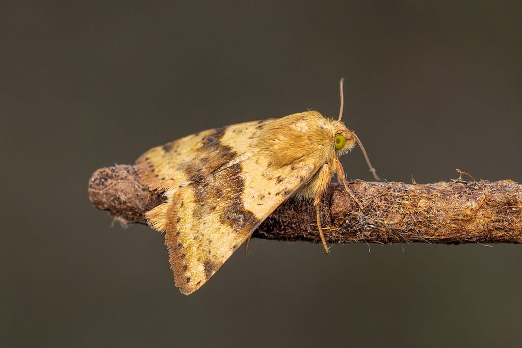 Heliothis viriplaca - Lichte daguil