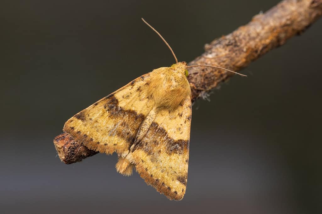 Heliothis viriplaca - Lichte daguil