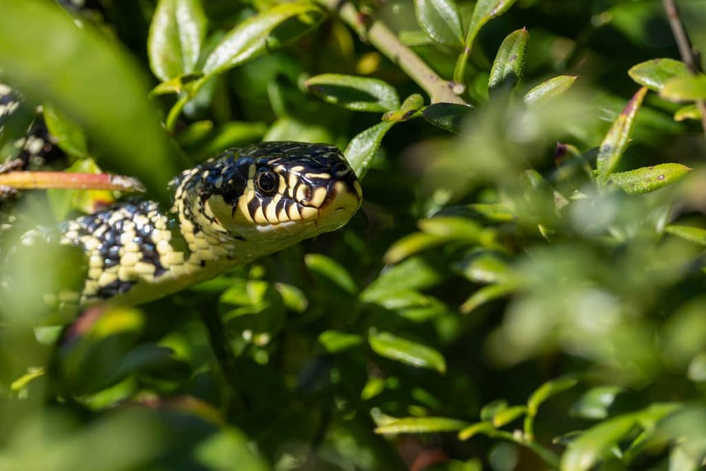 Hierophis viridiflavus - Geelgroene toornslang