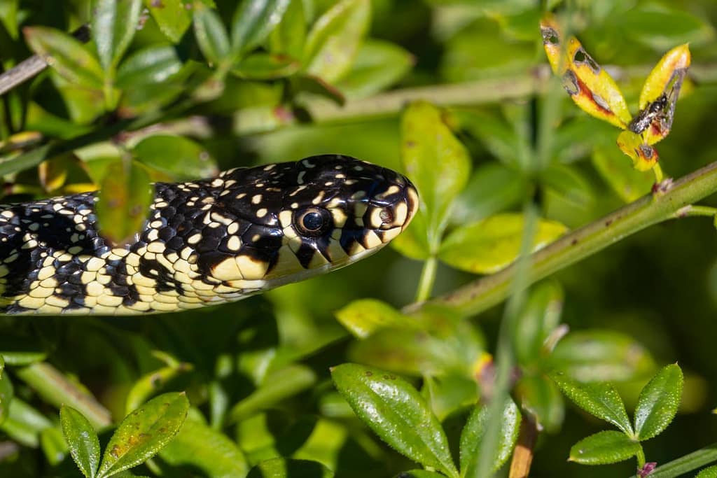 Hierophis viridiflavus - Geelgroene toornslang