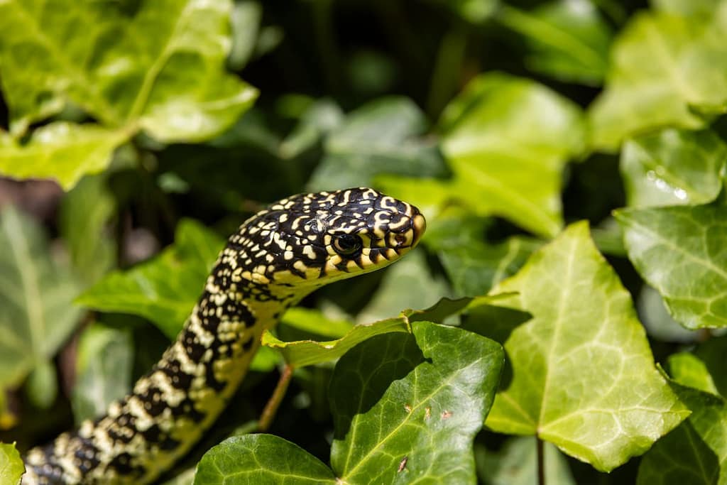 Hierophis viridiflavus - Geelgroene toornslang