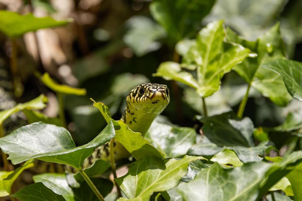 Hierophis viridiflavus - Geelgroene toornslang