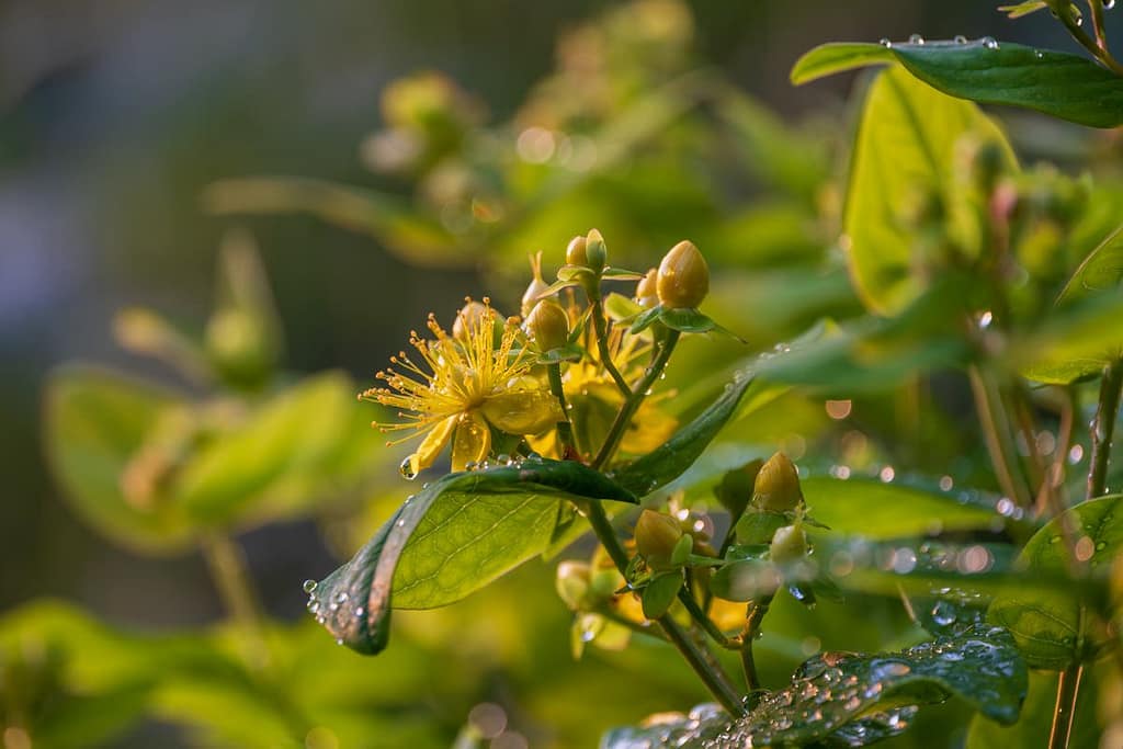 Hypericum - Hertshooi