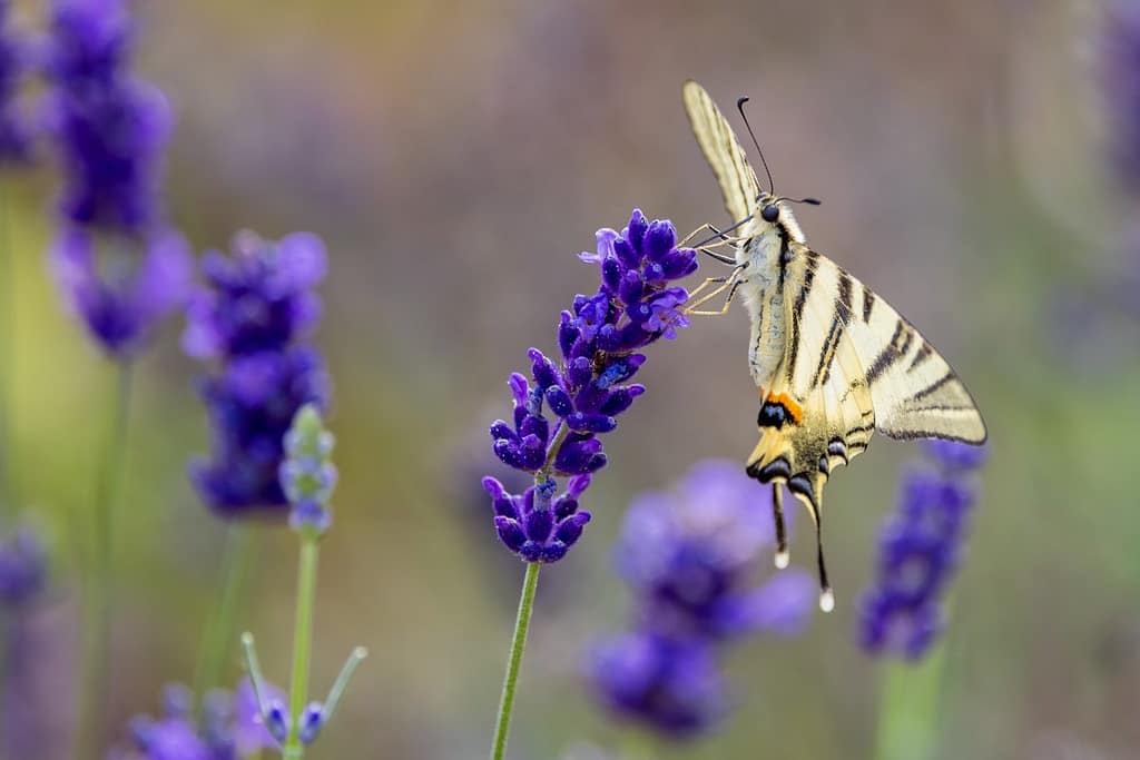 Iphiclides podalirius - Koningspage