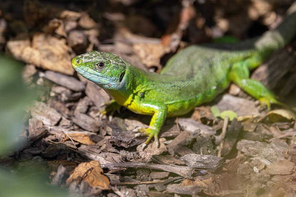 Lacerta bilineata - Westelijke smaragdhagedis