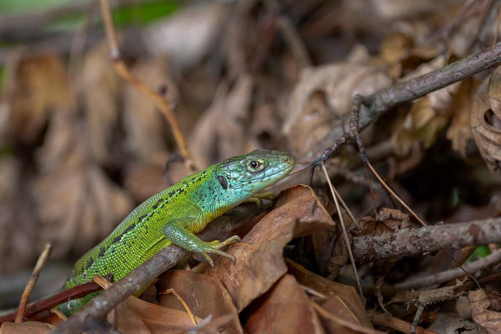 Lacerta bilineata - westelijke smaragdhagedis