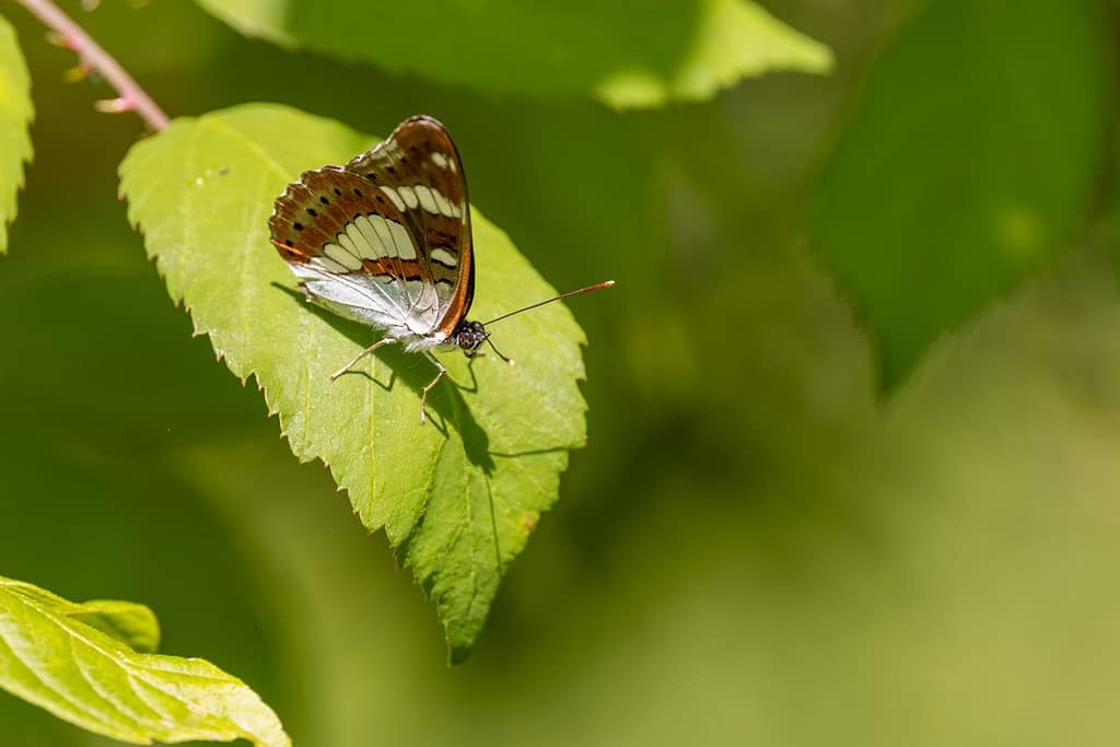 Limenitis reducta - Blauwe ijsvogelvlinder