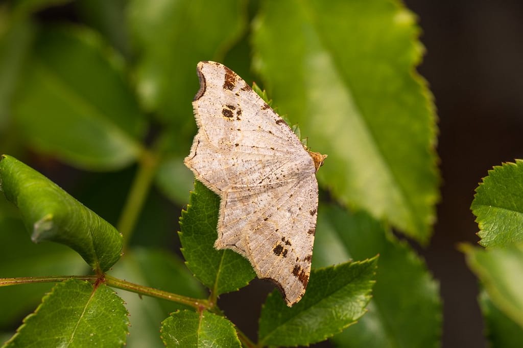 Macaria alternata - Donker klaverblaadje