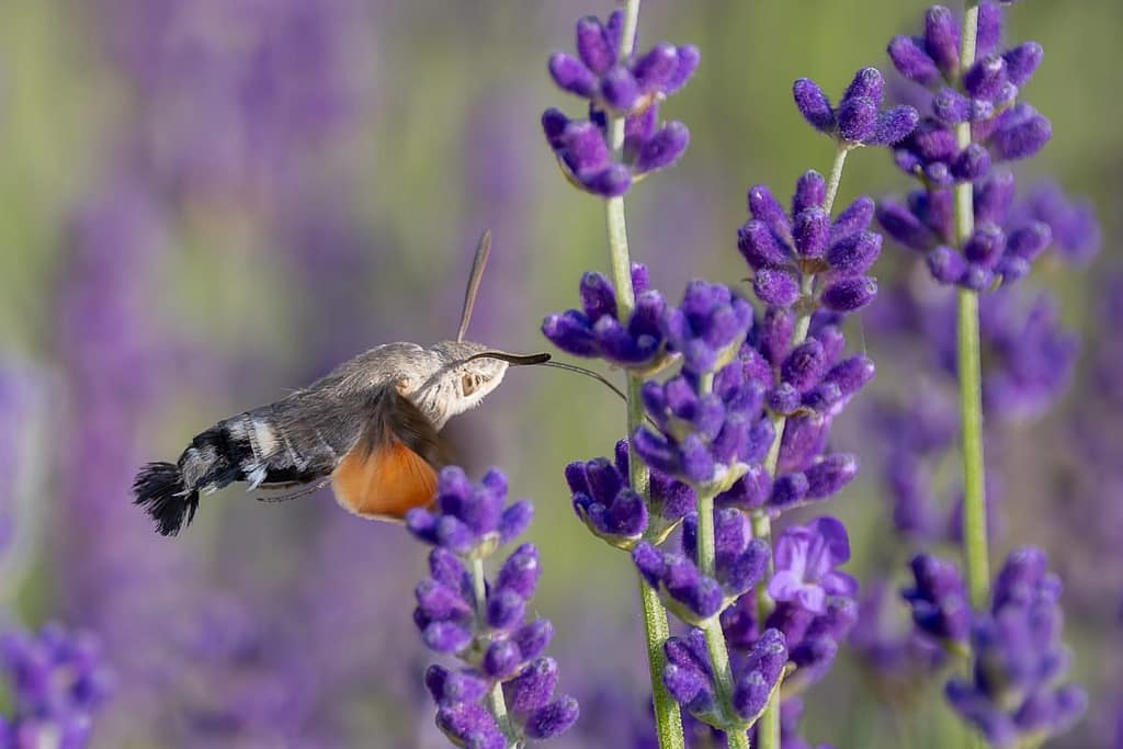 Macroglossum stellatarum - Kolibrievlinder