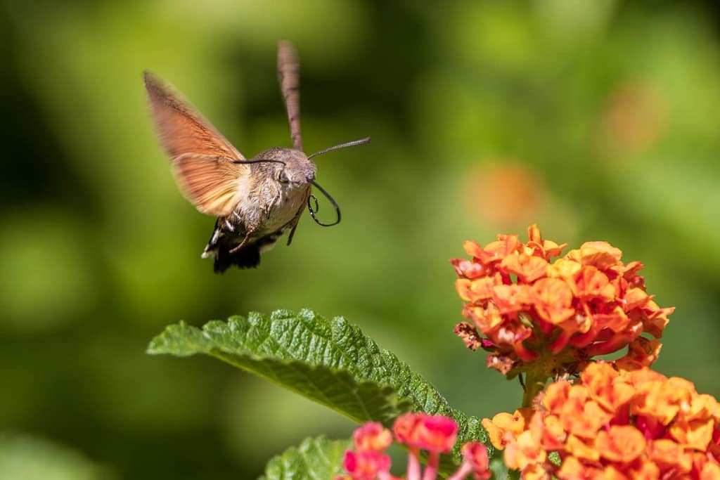 Macroglossum stellatarum - Kolibrievlinder