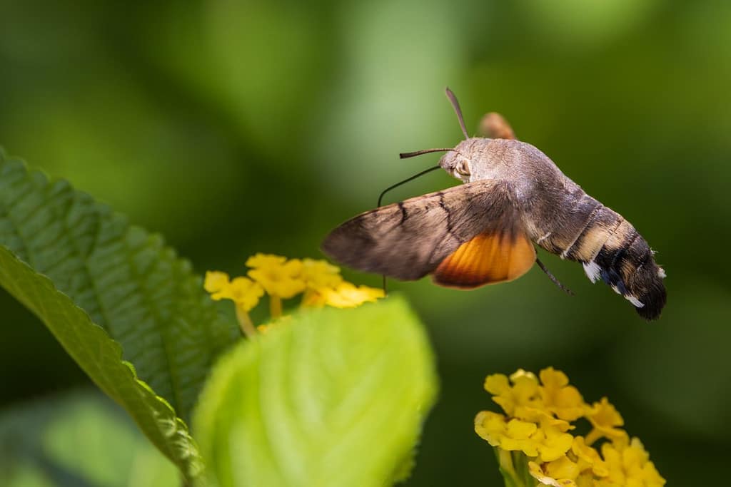 Macroglossum stellatarum - Kolibrievlinder