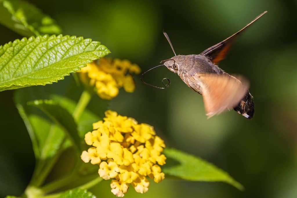 Macroglossum stellatarum - Kolibrievlinder