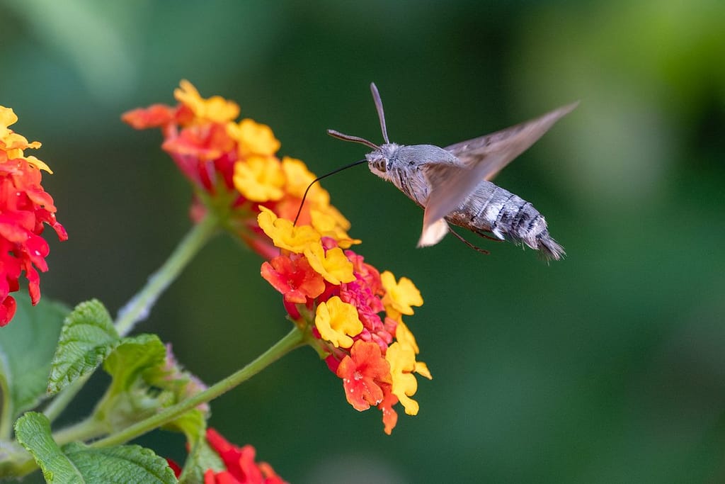 Macroglossum stellatarum - Kolibrievlinder