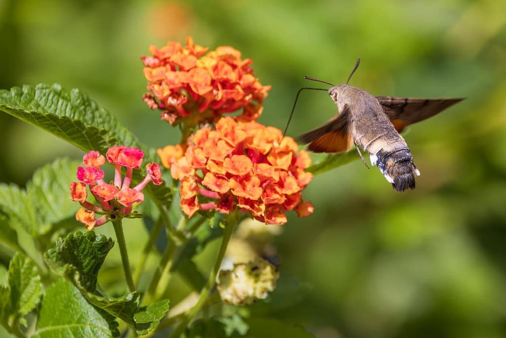 Macroglossum stellatarum - Kolibrievlinder