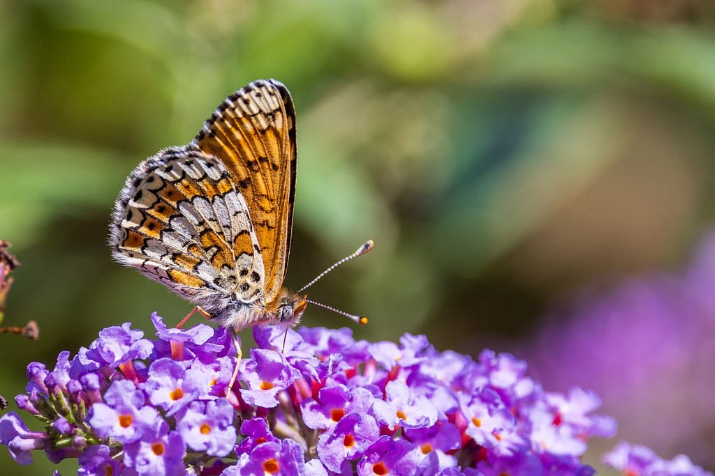 Melitaea cinxia - Veldparelmoervlinder