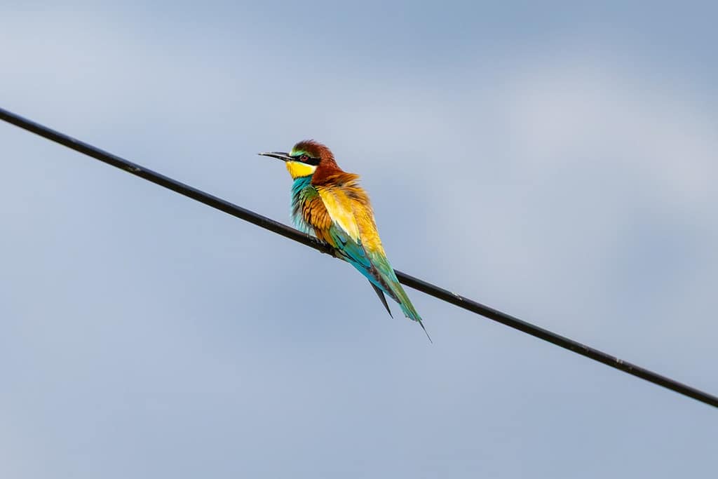 Merops apiaster - Europese bijeneter