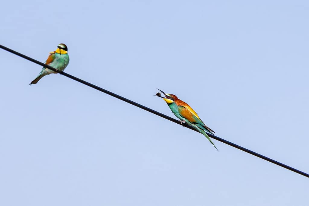 Merops apiaster - Europese bijeneter