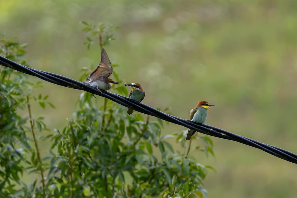 Merops apiaster - Europese bijeneter