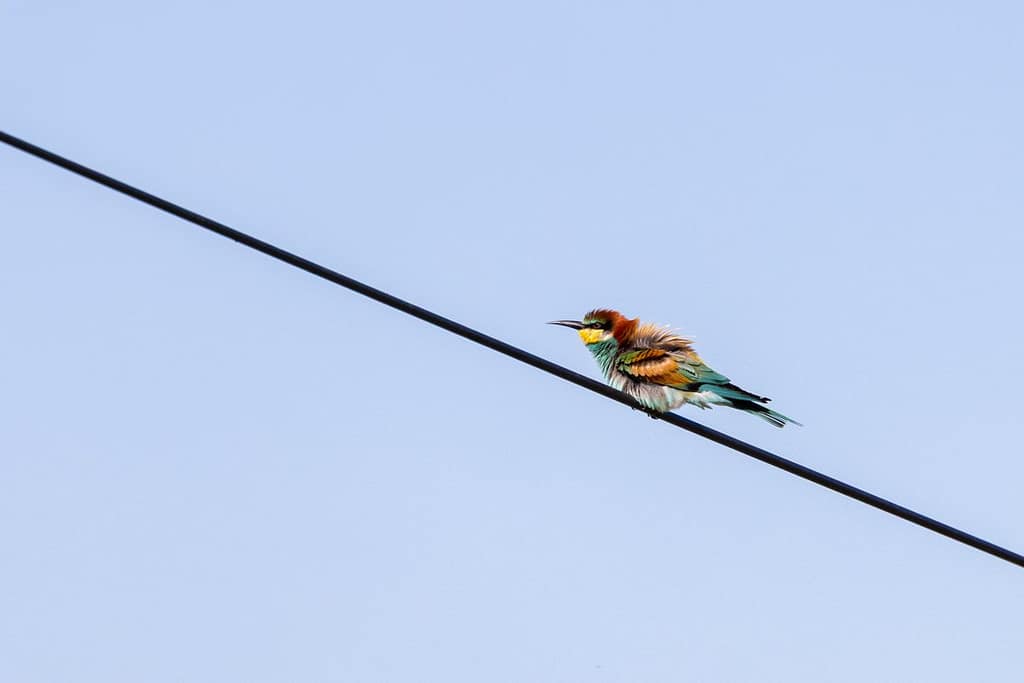 Merops apiaster - Europese bijeneter