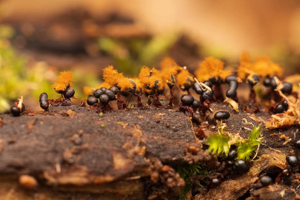 Metatrichia floriformis - Donkerbruin kelkpluisje