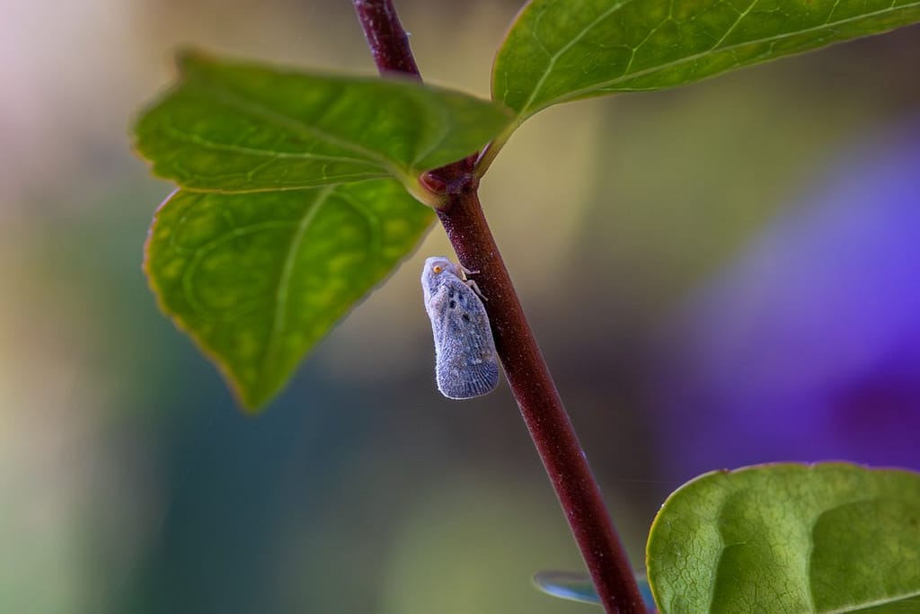 Metcalfa pruinosa