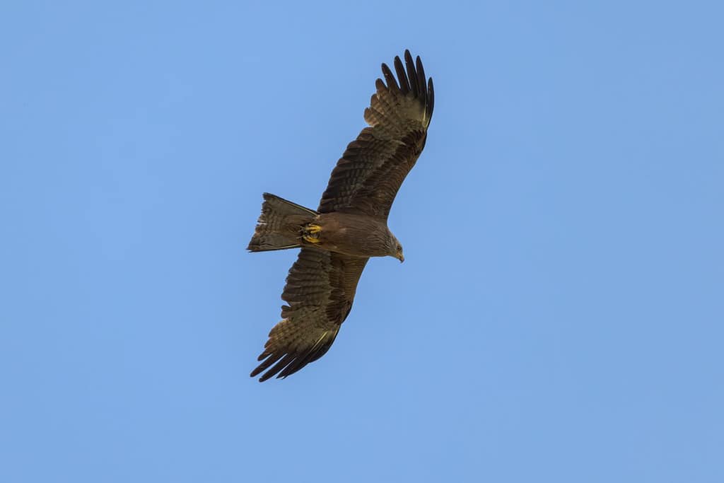 Milvus migrans - Zwarte wouw