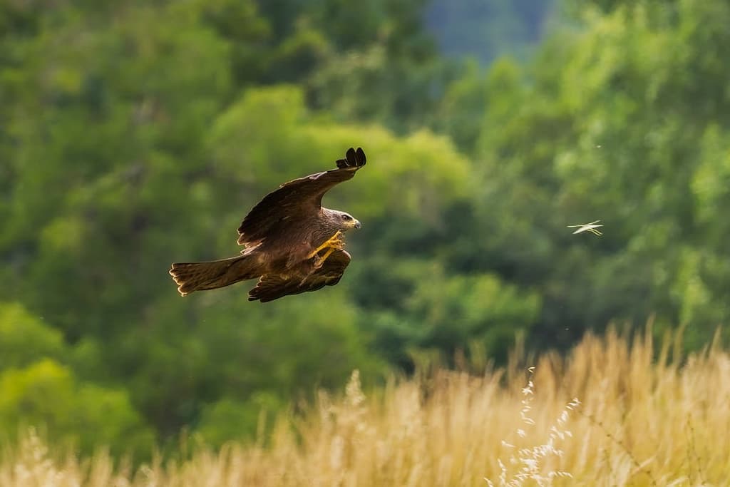 Milvus migrans - Zwarte wouw