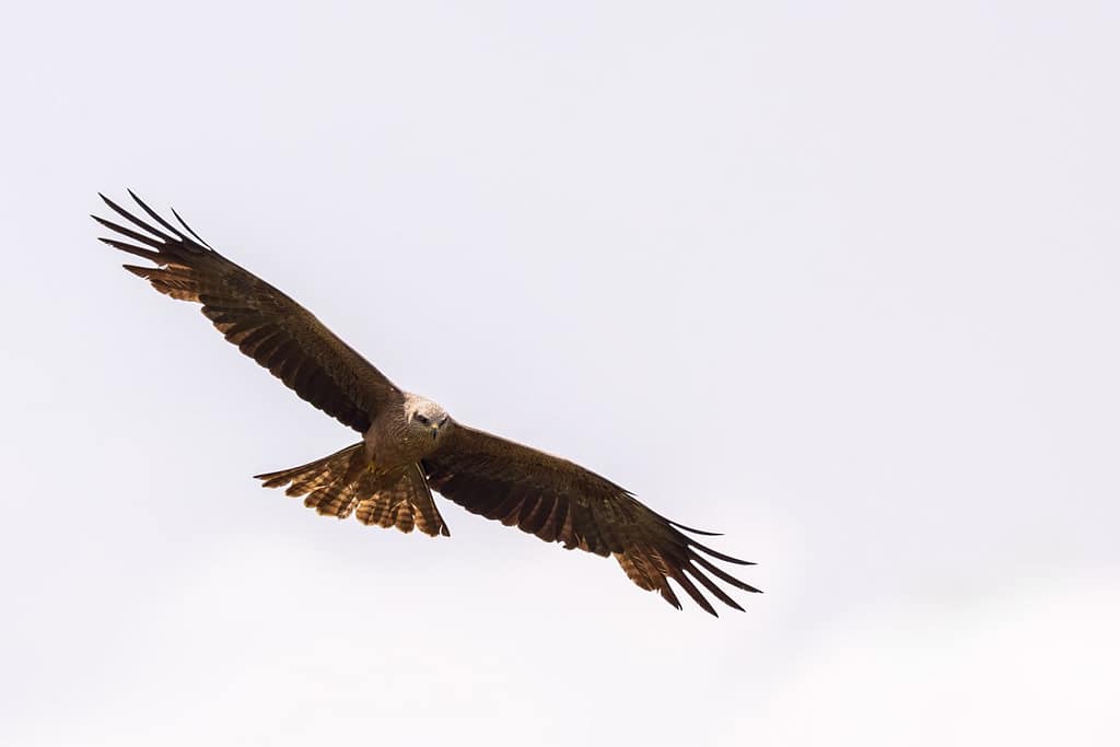 Milvus migrans - Zwarte wouw