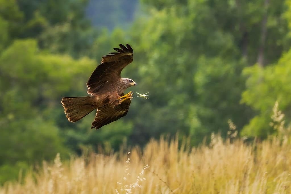 Milvus migrans - Zwarte wouw