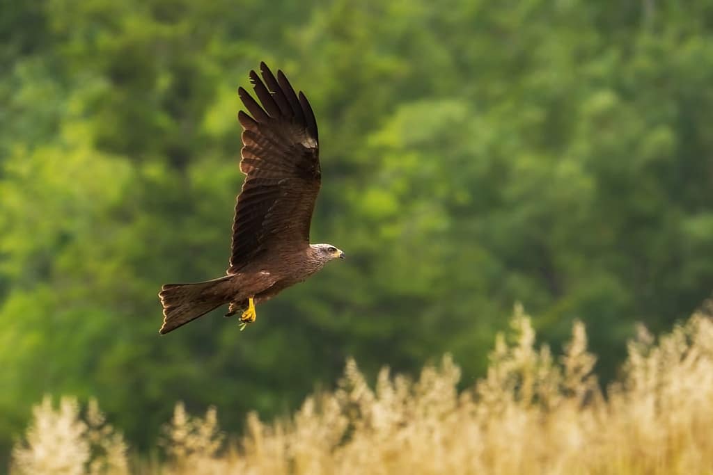Milvus migrans - Zwarte wouw