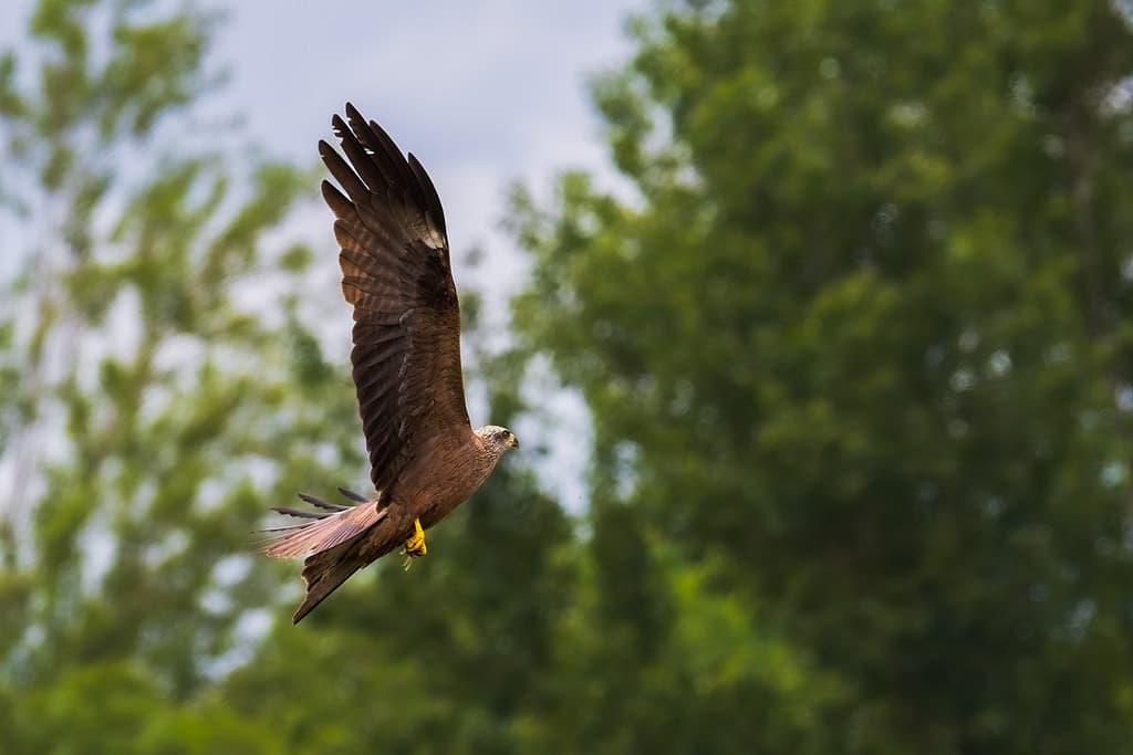Milvus migrans - Zwarte wouw