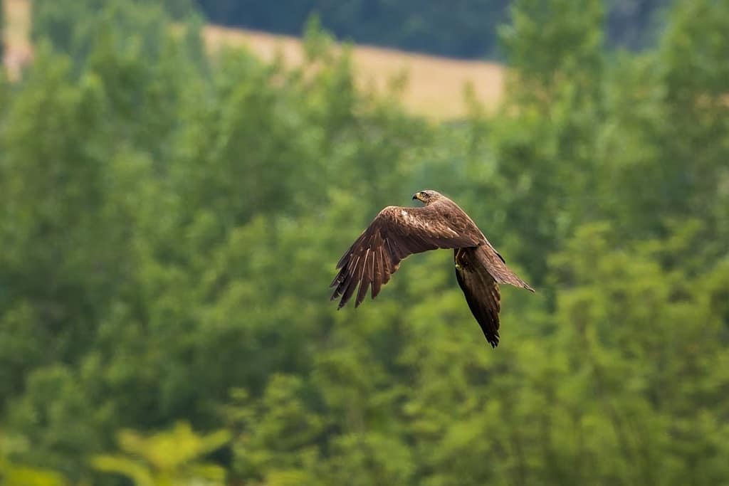 Milvus migrans - Zwarte wouw