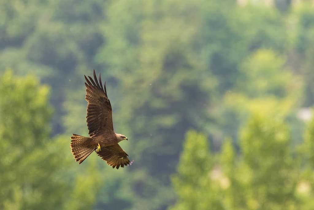 Milvus migrans - Zwarte wouw