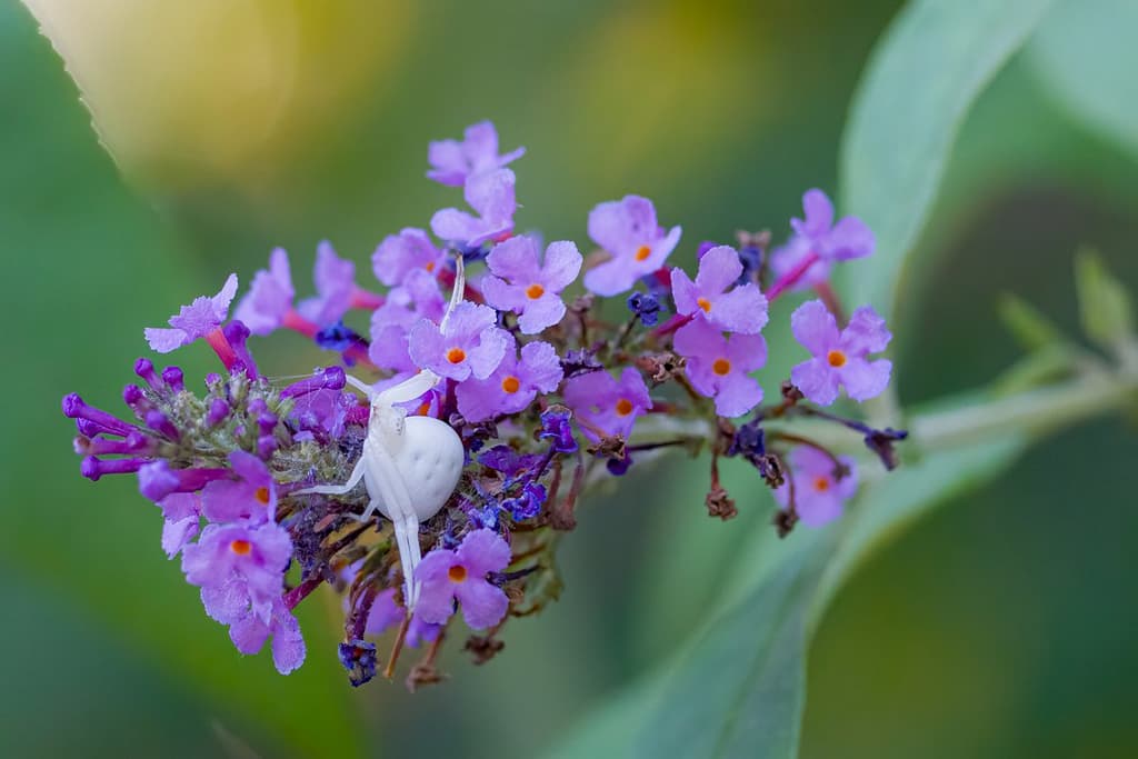 Misumena vatia, Gewone kameleonspin