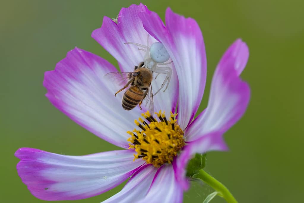 Misumena vatia - Kameleonspin