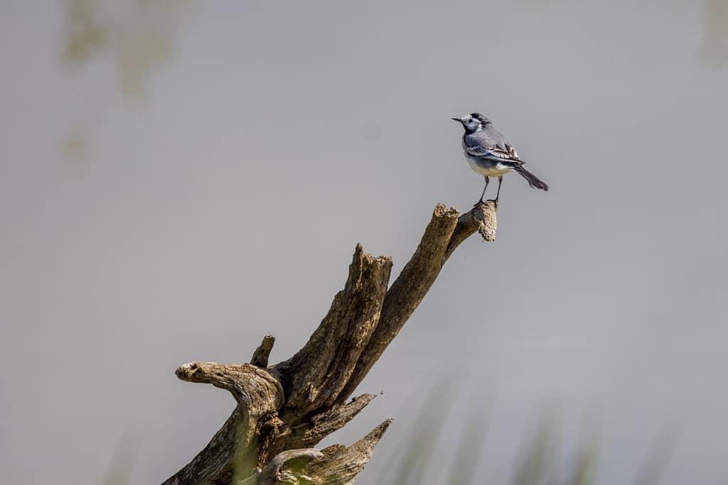 Motacilla alba - Witte kwikstaart