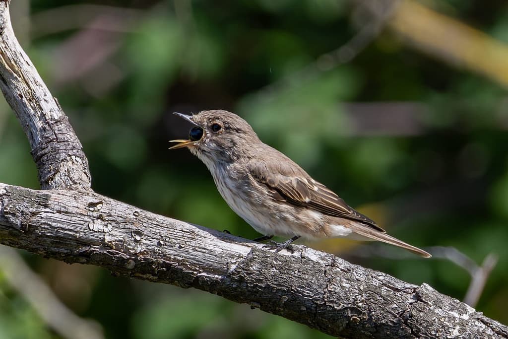 Muscicapa striata - Grauwe vliegenvanger